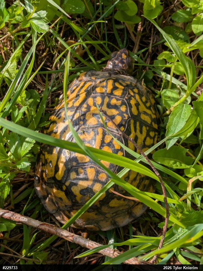 Eastern Box Turtle