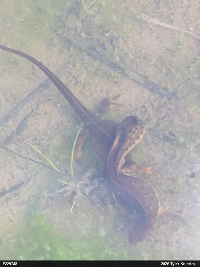 Red-spotted Newt