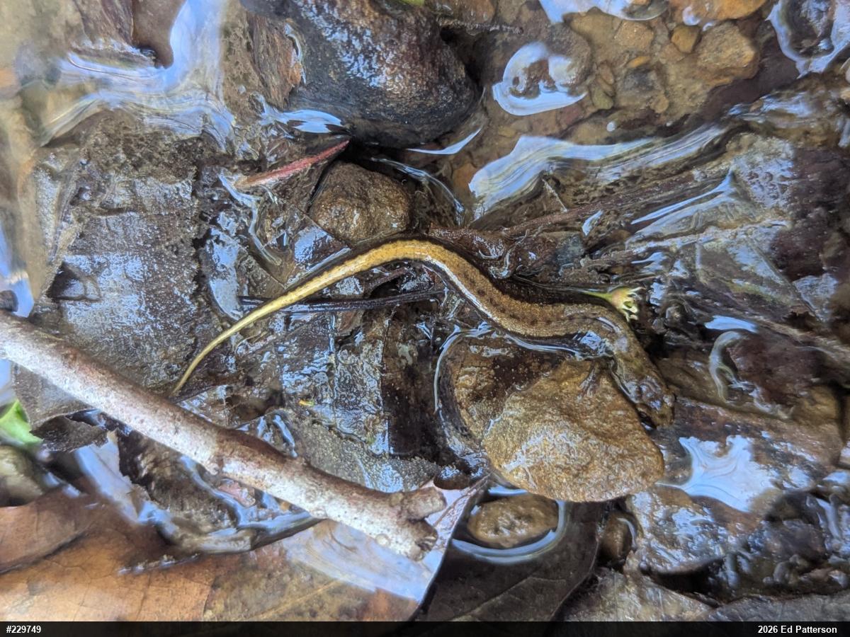 Allegheny Mountain Dusky Salamander
