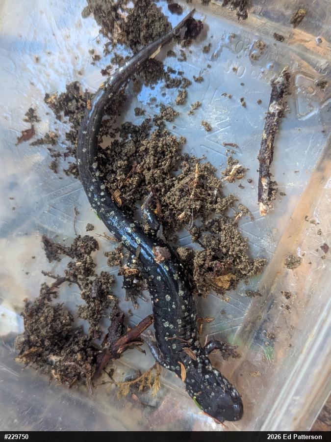 Northern Slimy Salamander