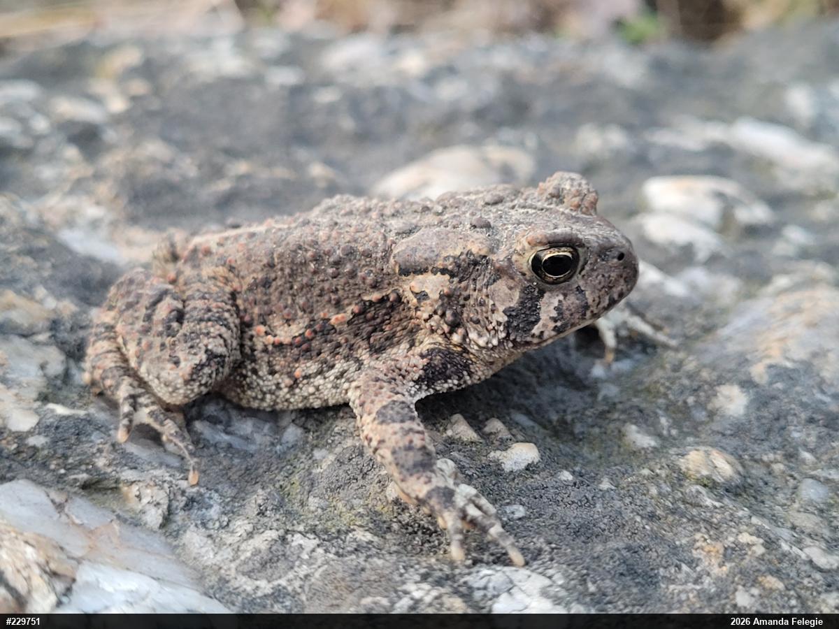 Eastern American Toad