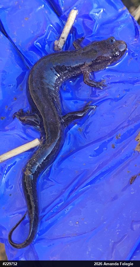 Northern Dusky Salamander
