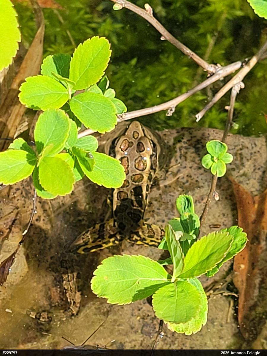 Pickerel Frog