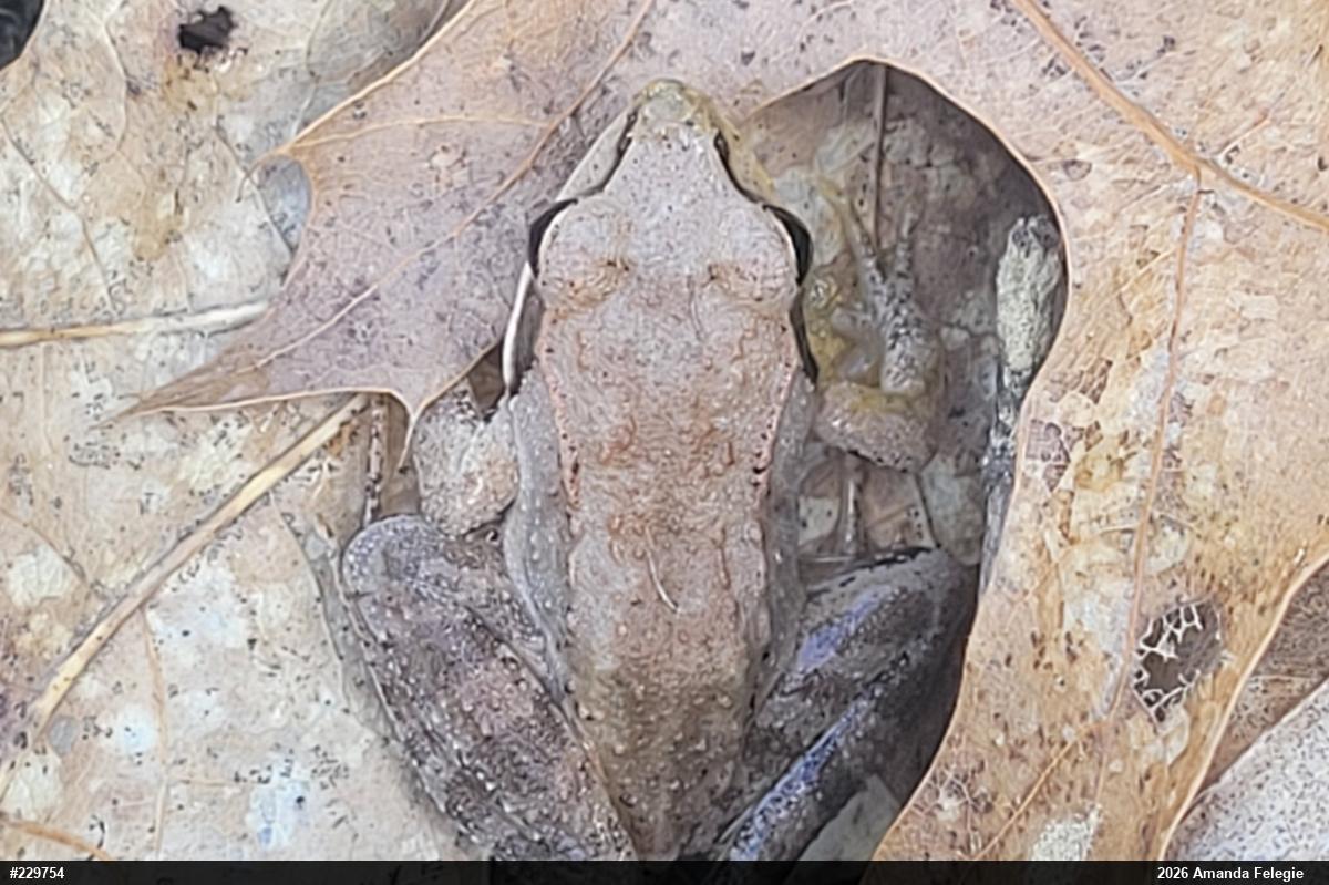 Wood Frog