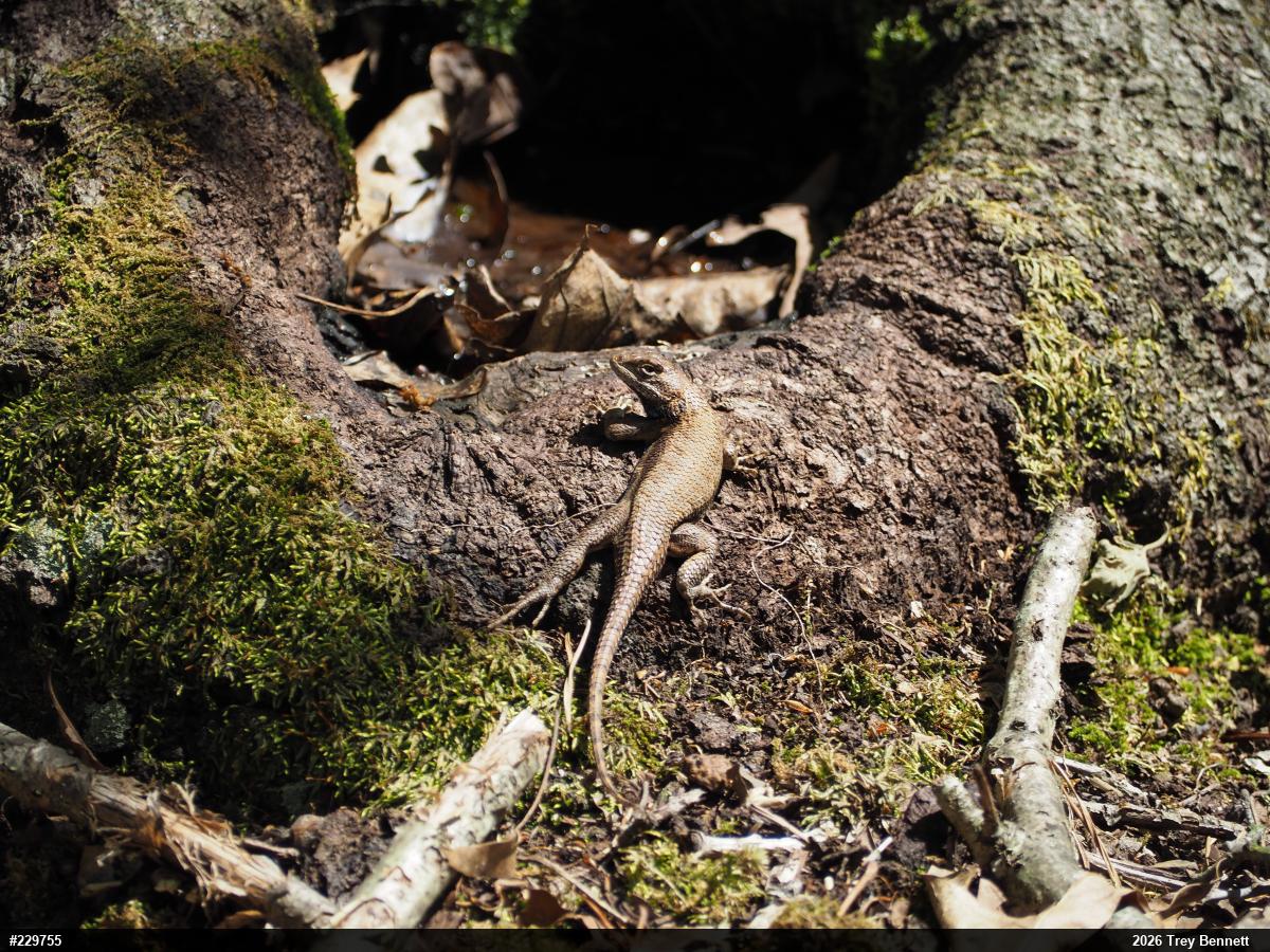 Eastern Fence Lizard