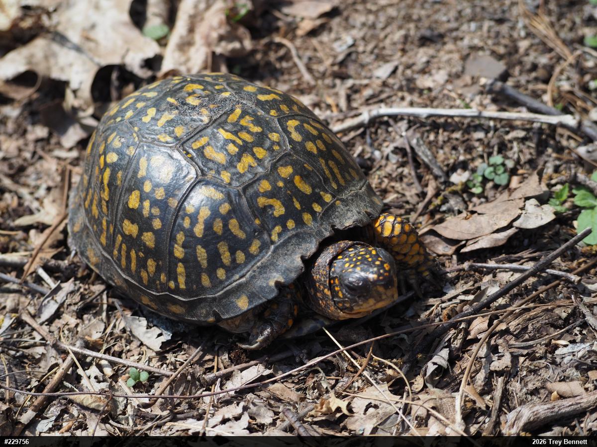 Eastern Box Turtle