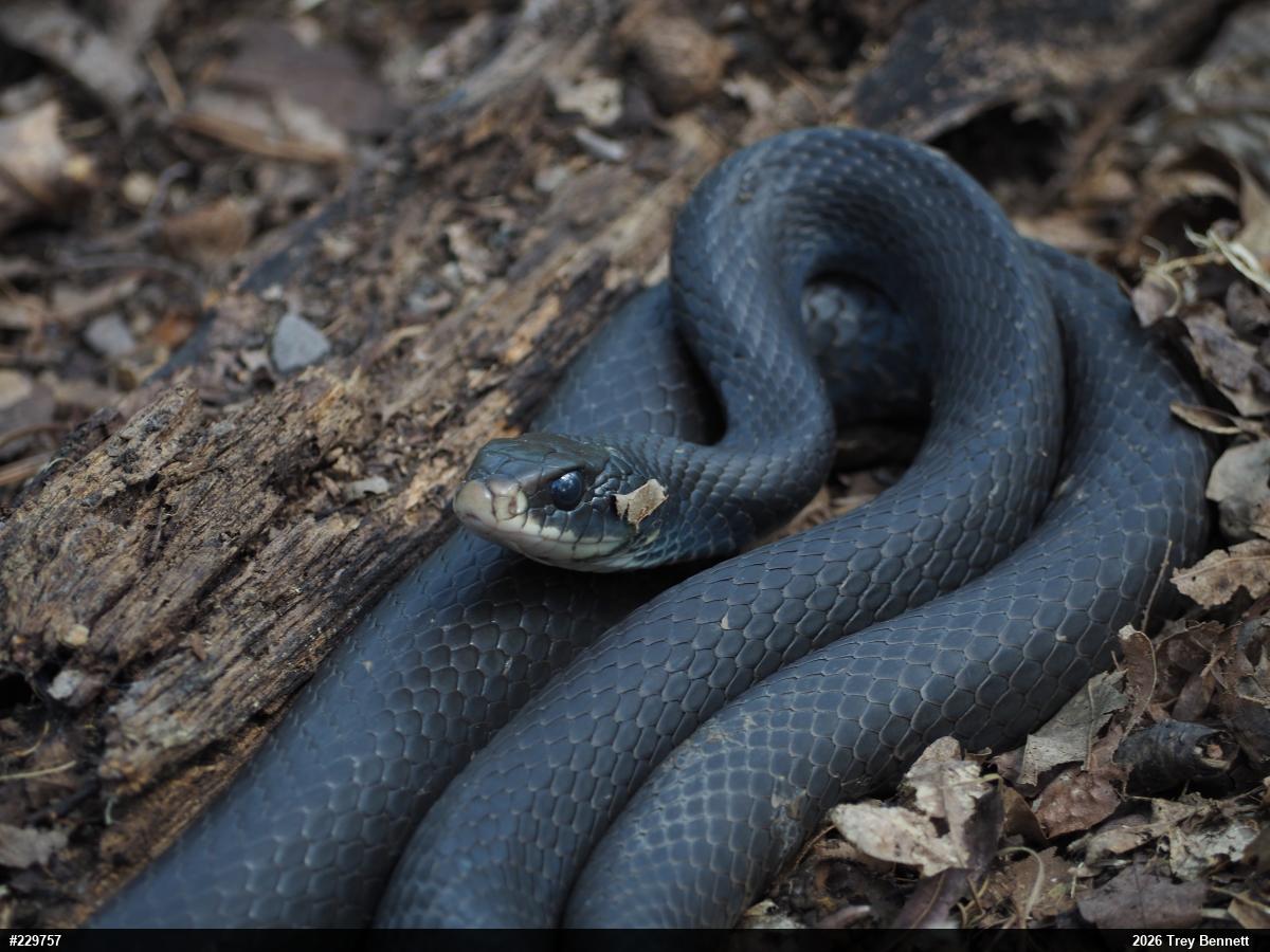 Northern Black Racer