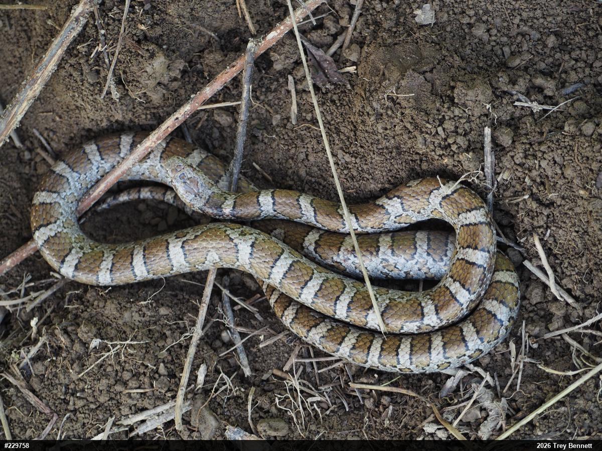 Eastern Milksnake