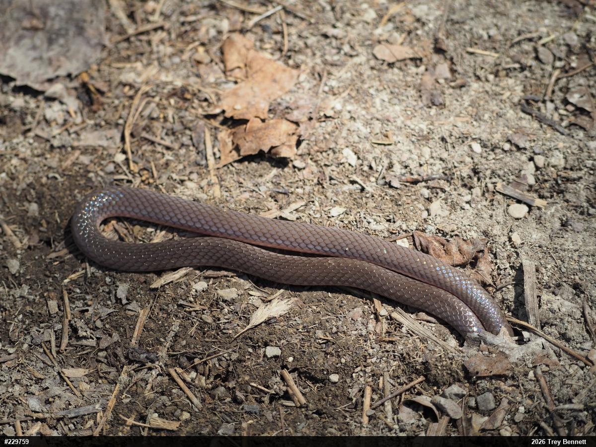 Eastern Wormsnake