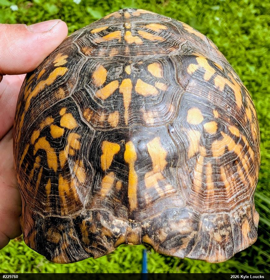 Eastern Box Turtle