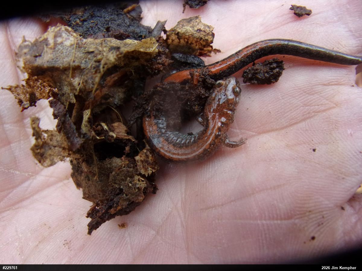 Eastern Red-backed  Salamander