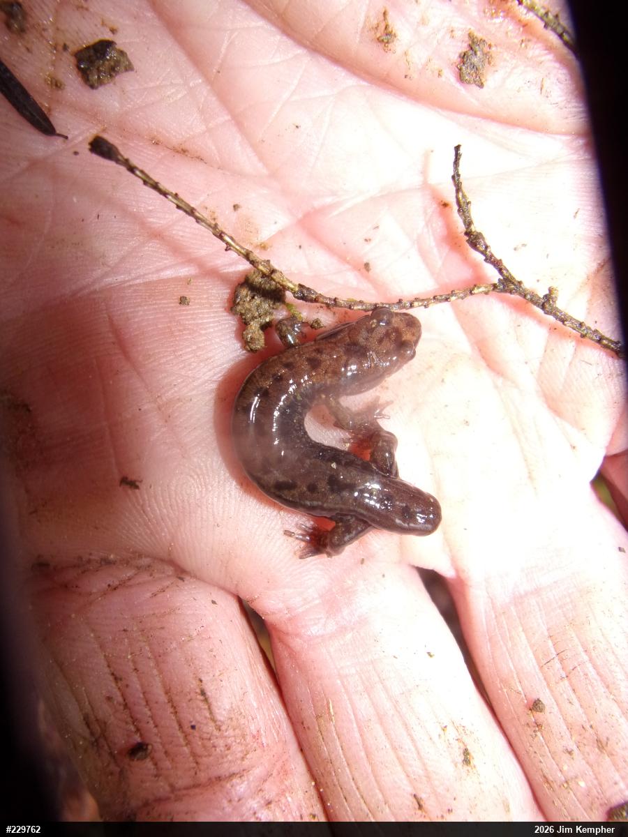 Allegheny Mountain Dusky Salamander