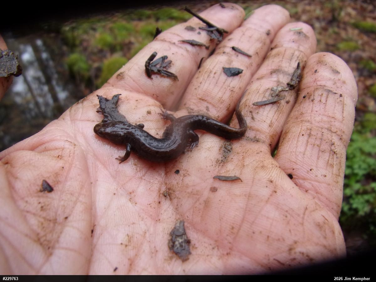 Northern Dusky Salamander