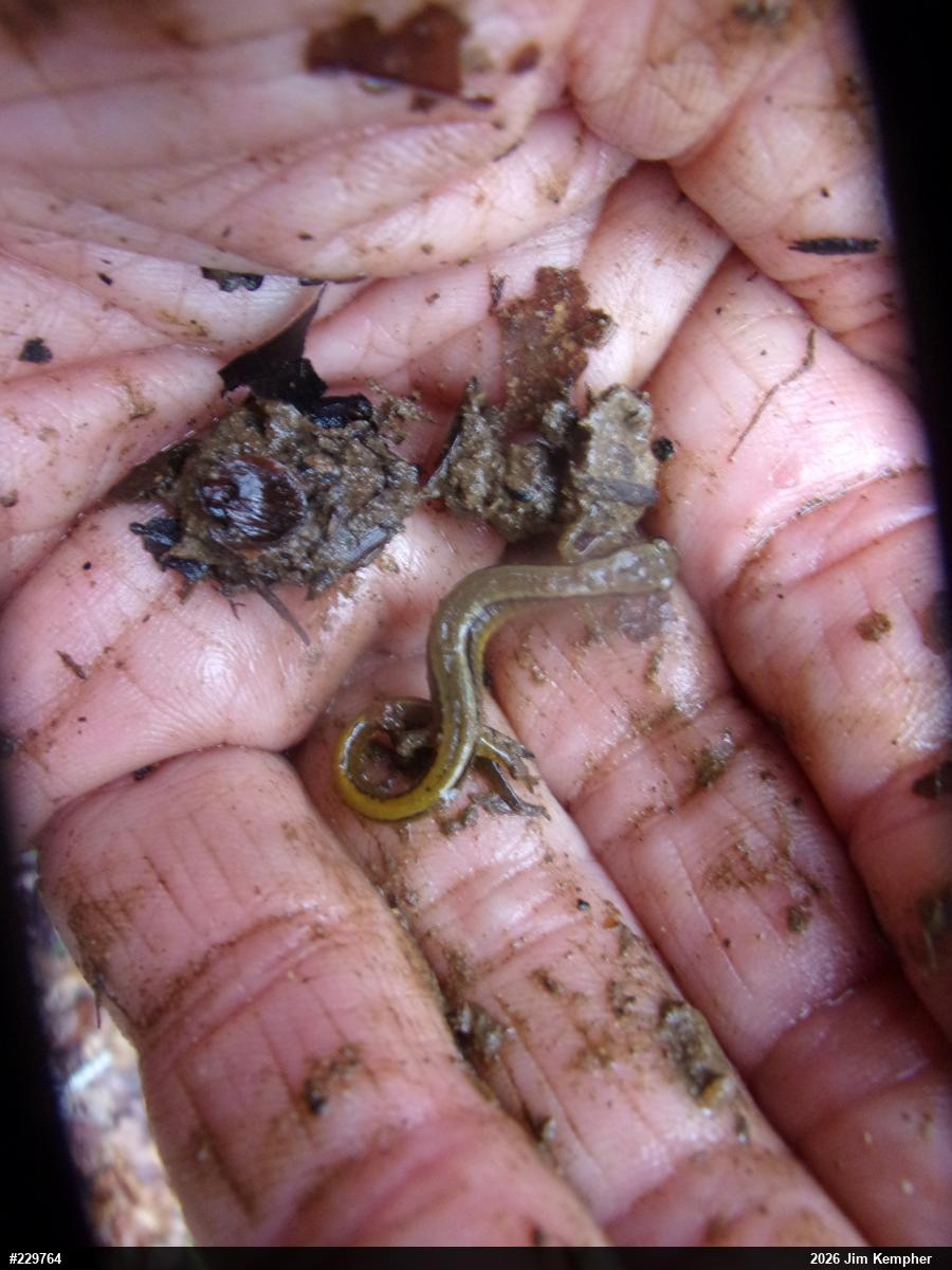 Northern Two-lined Salamander