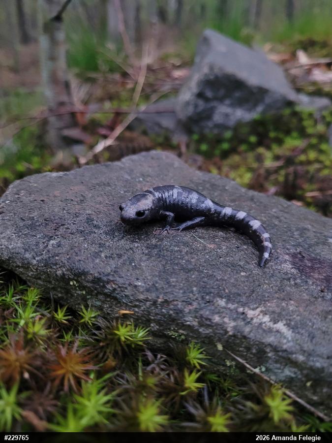 Marbled Salamander