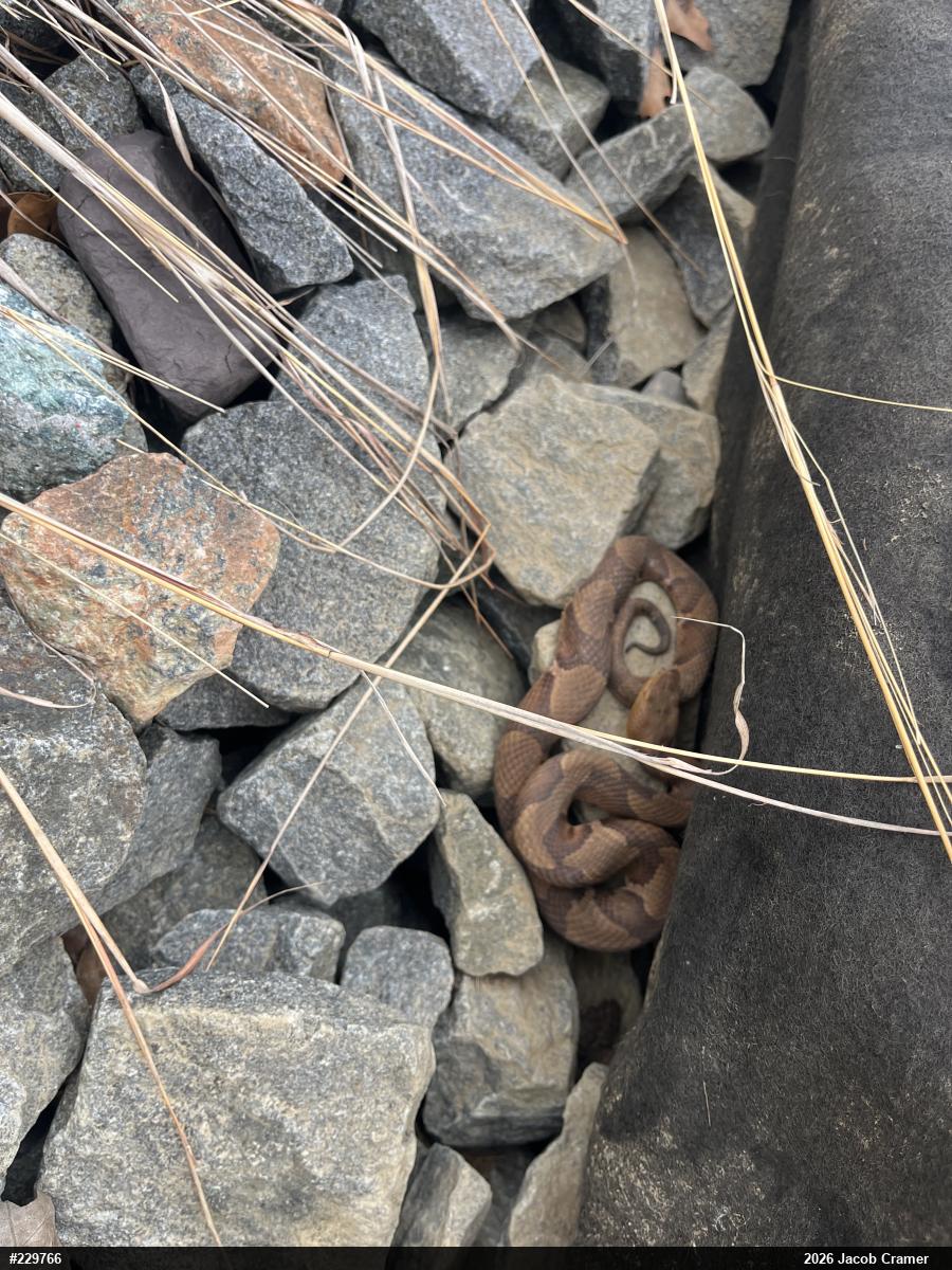 Northern Copperhead