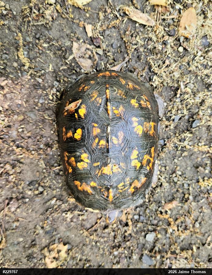 Eastern Box Turtle