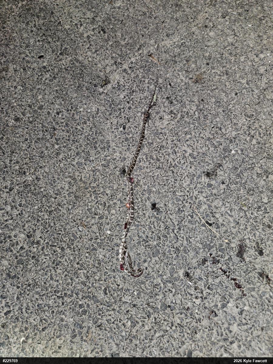 Eastern Ratsnake