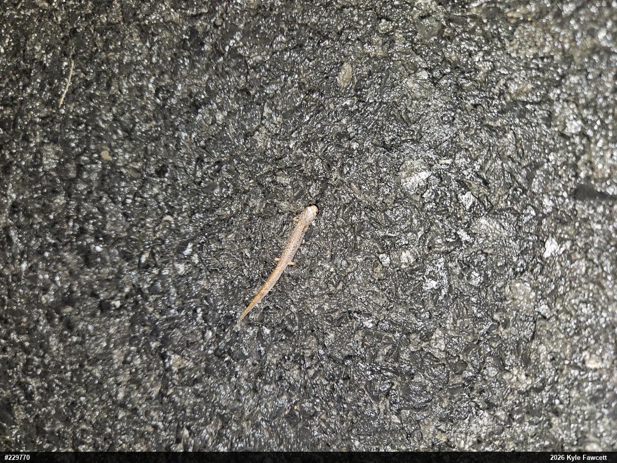 Four-toed Salamander
