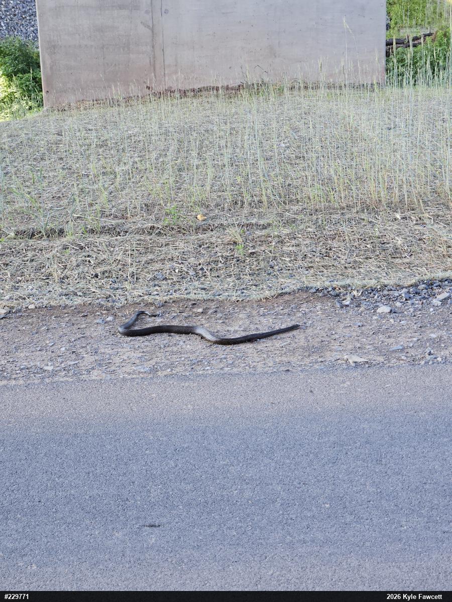 Eastern Ratsnake