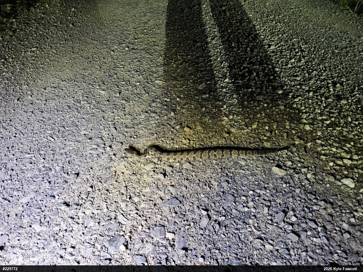 Timber Rattlesnake