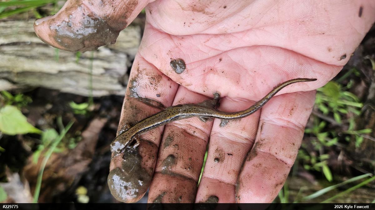 Northern Two-lined Salamander