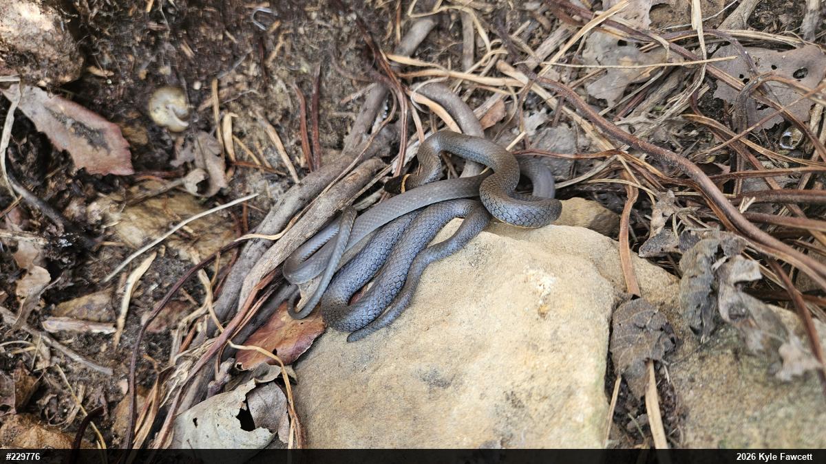 Northern Ring-necked Snake