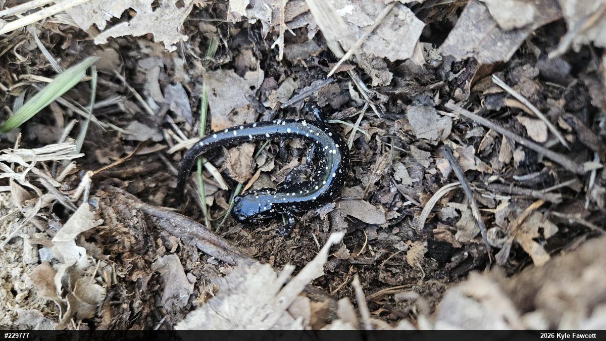 Northern Slimy Salamander