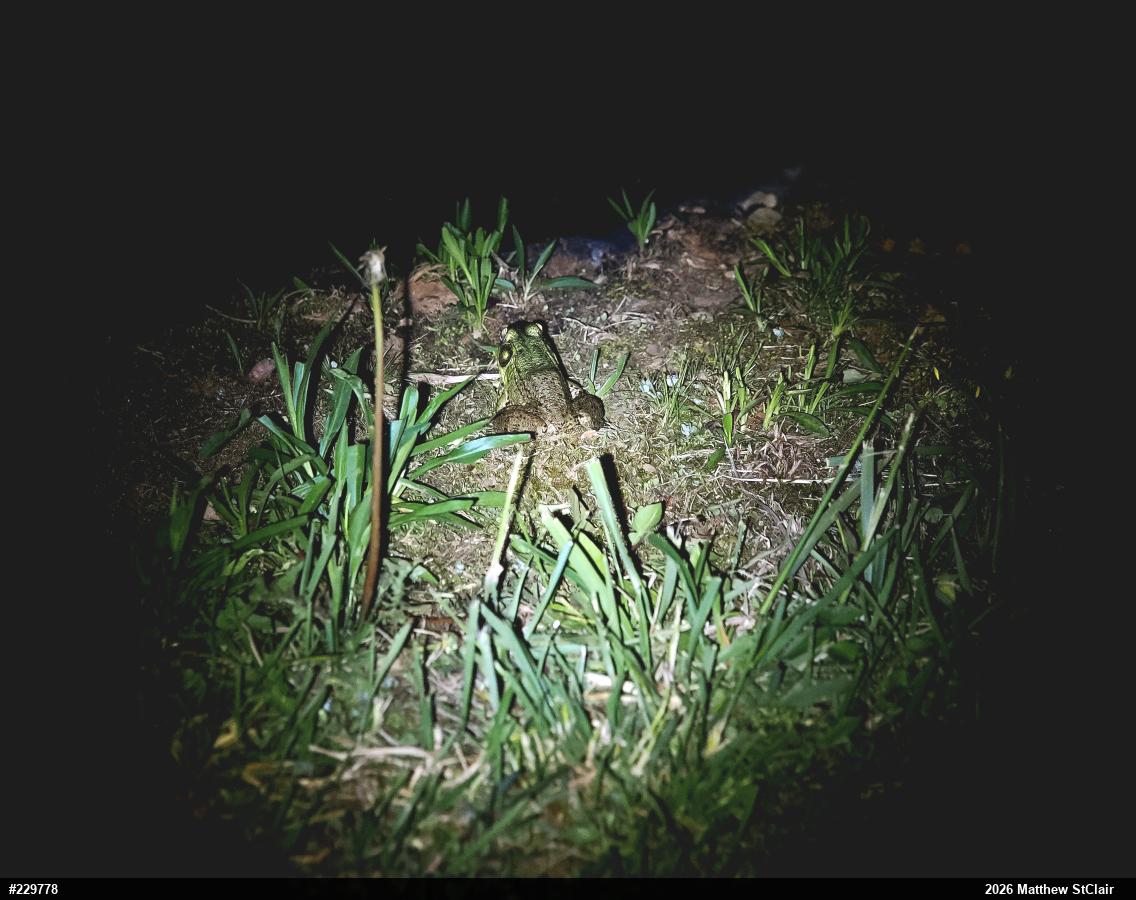 Green Frog