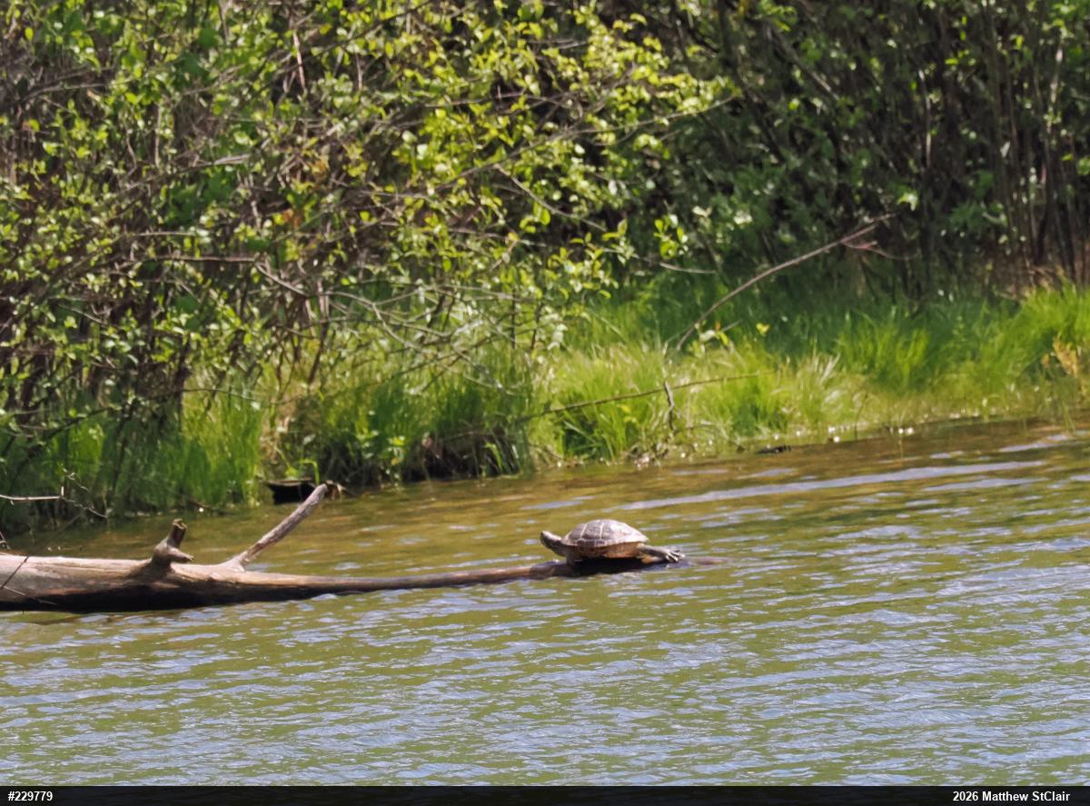 Pond Slider