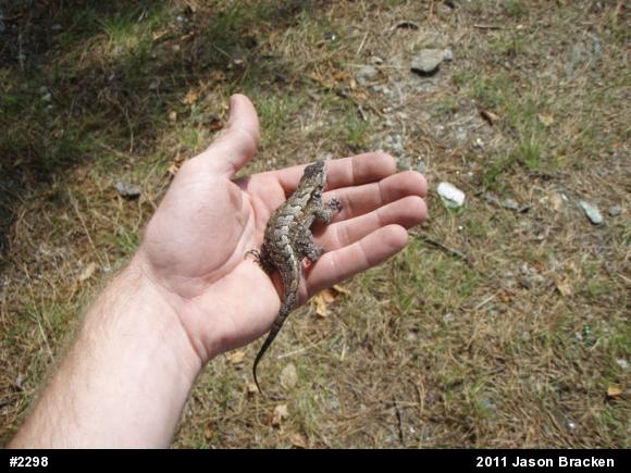 Eastern Fence Lizard