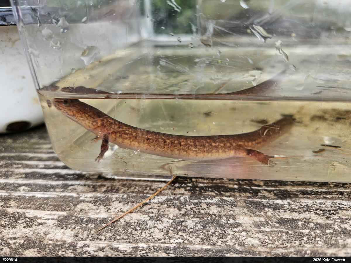 Northern Spring Salamander