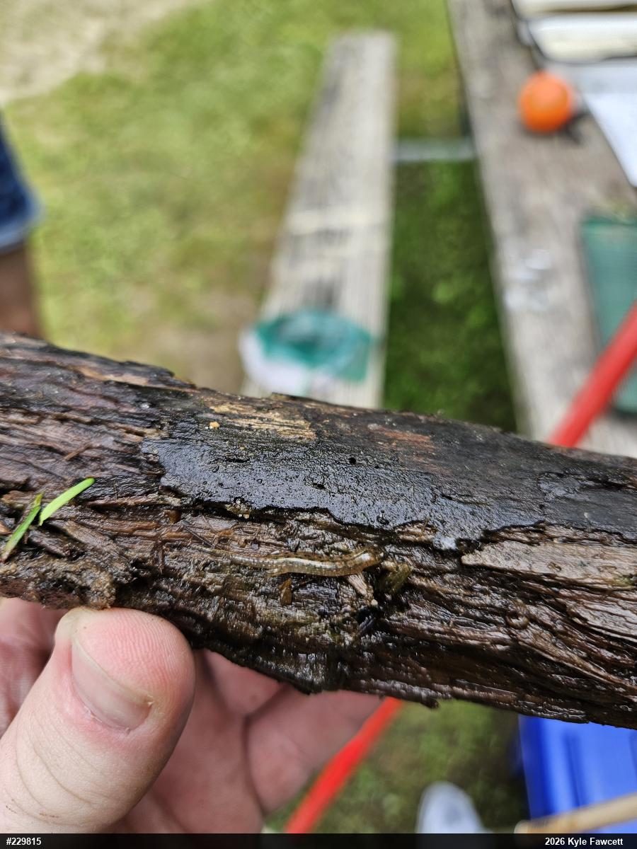 Northern Dusky Salamander