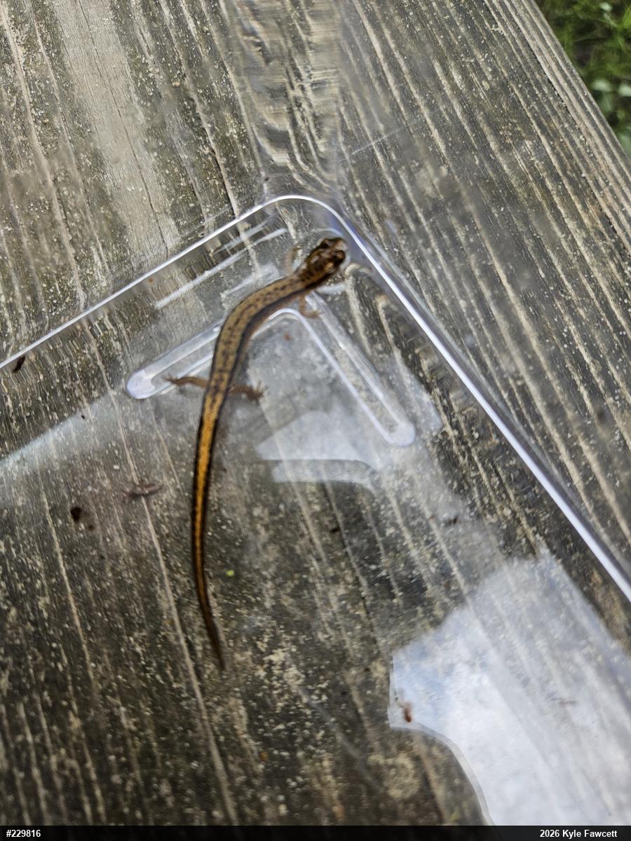 Northern Two-lined Salamander