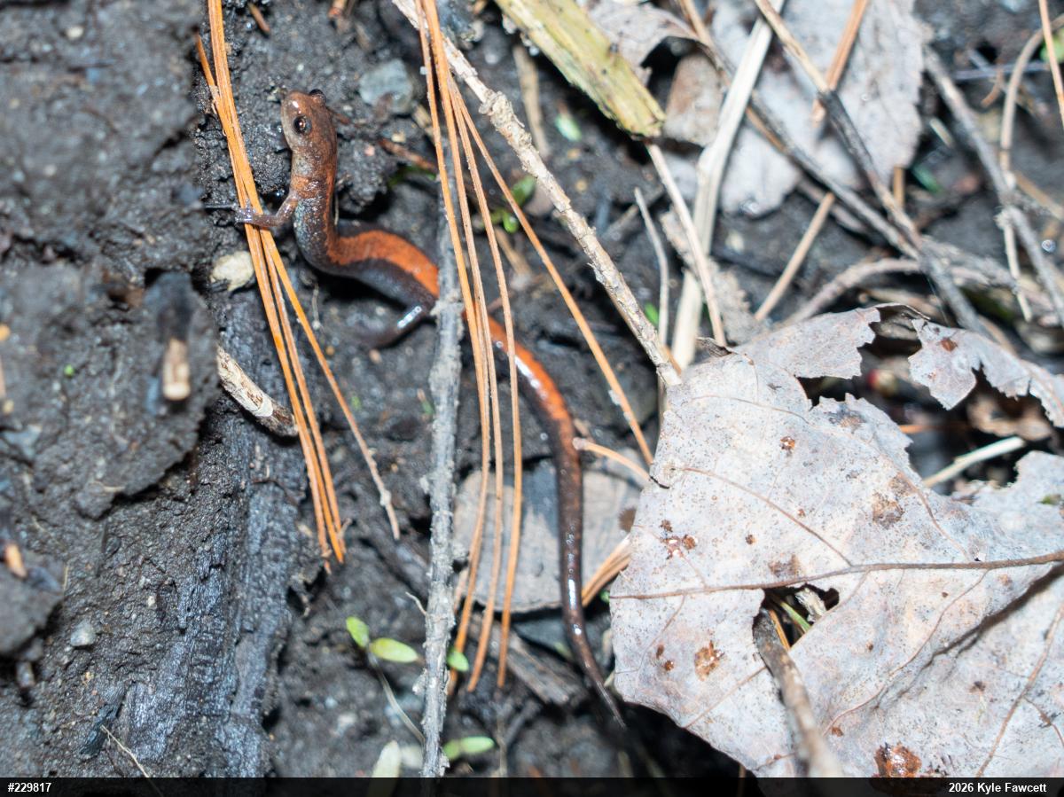 Eastern Red-backed  Salamander