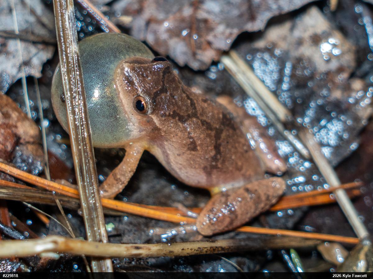 Spring Peeper
