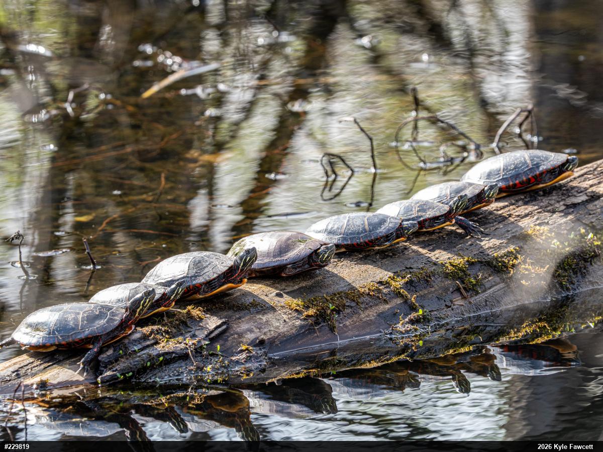 Eastern Painted Turtle