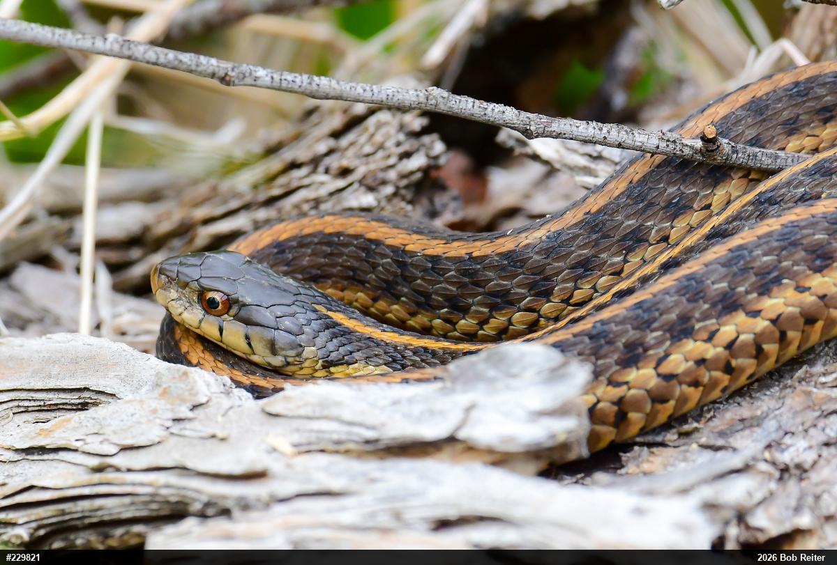 Eastern Gartersnake