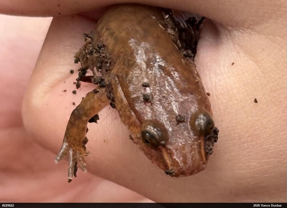 Northern Spring Salamander
