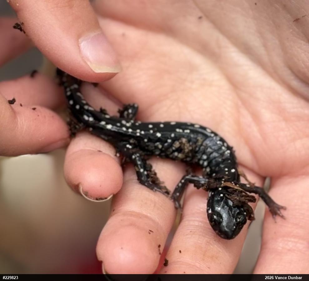 Northern Slimy Salamander