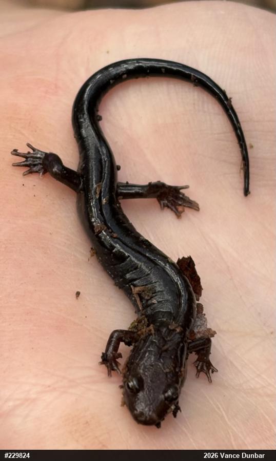 Allegheny Mountain Dusky Salamander