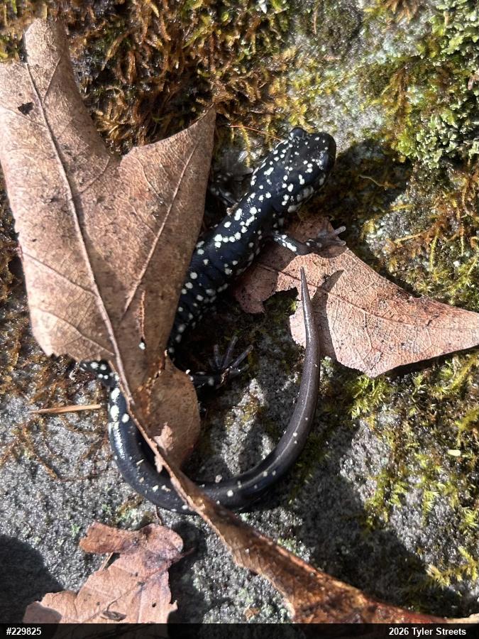Northern Slimy Salamander