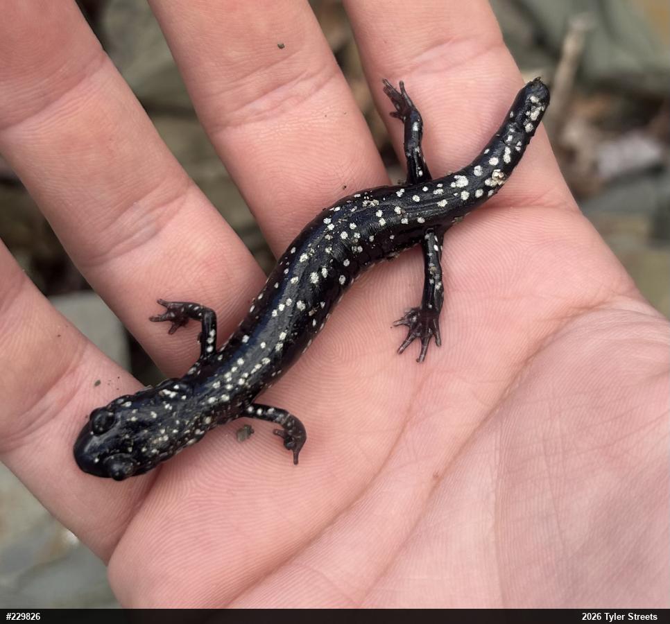 Northern Slimy Salamander
