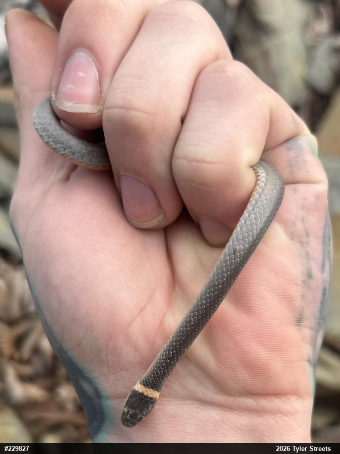 Northern Ring-necked Snake