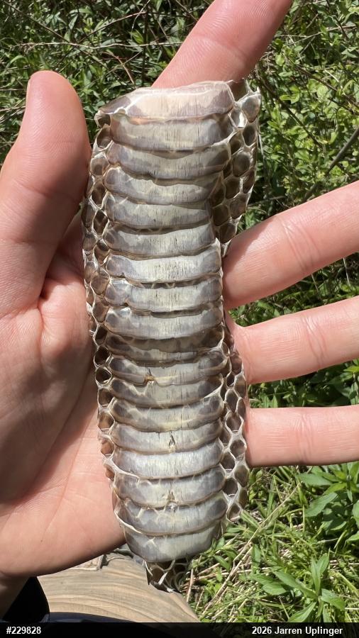 Eastern Ratsnake