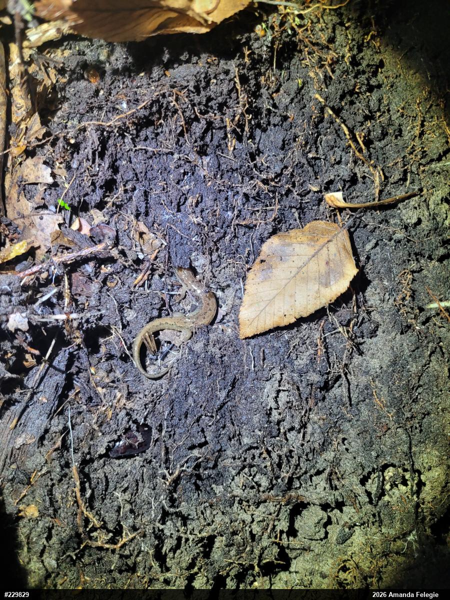 Northern Dusky Salamander