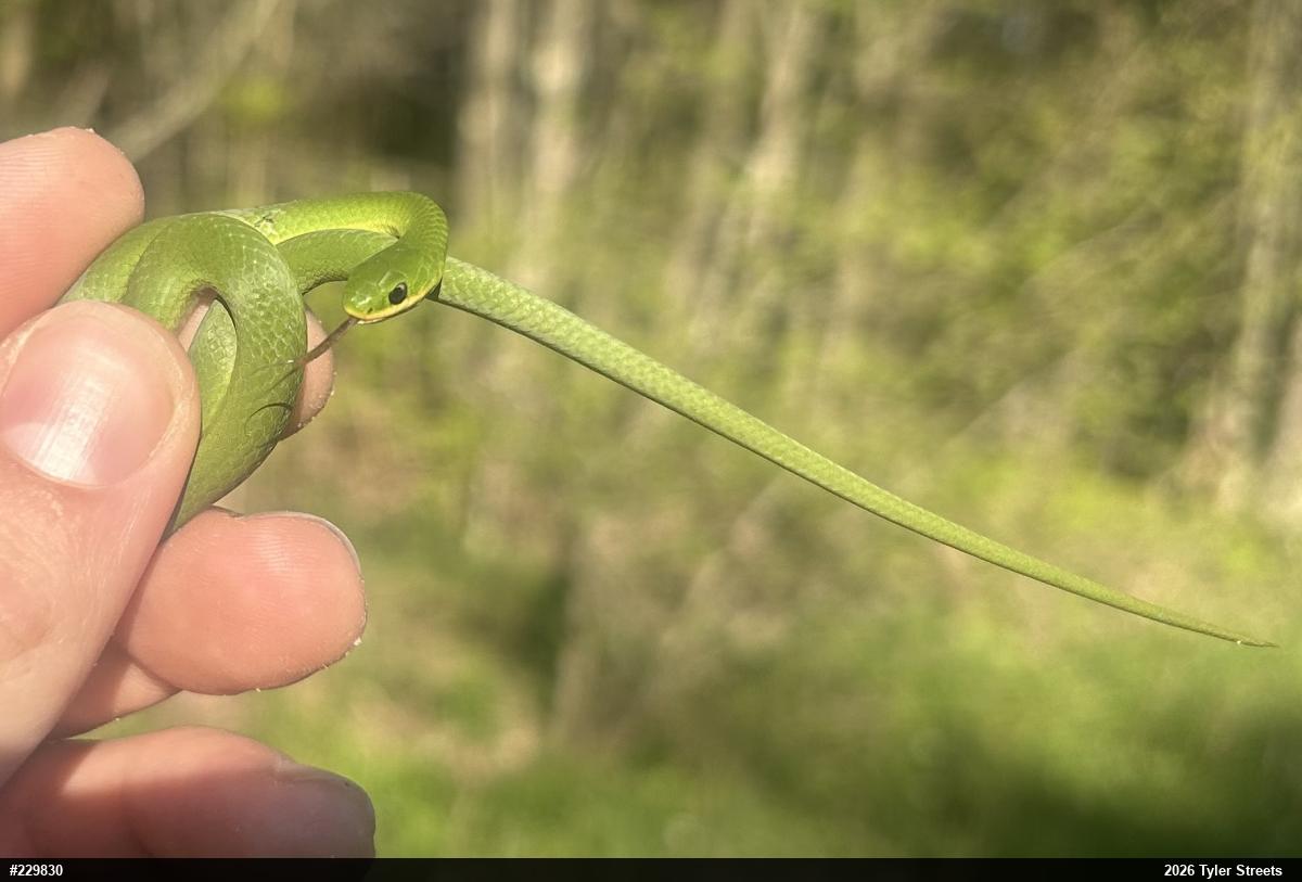 Smooth Greensnake