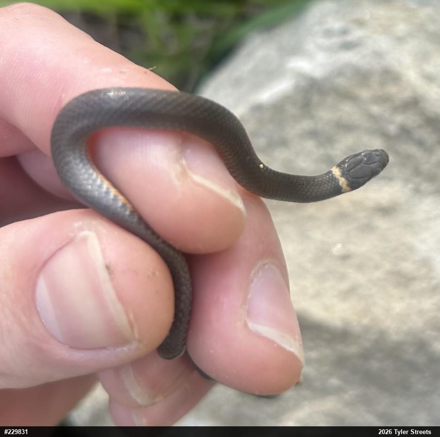Northern Ring-necked Snake