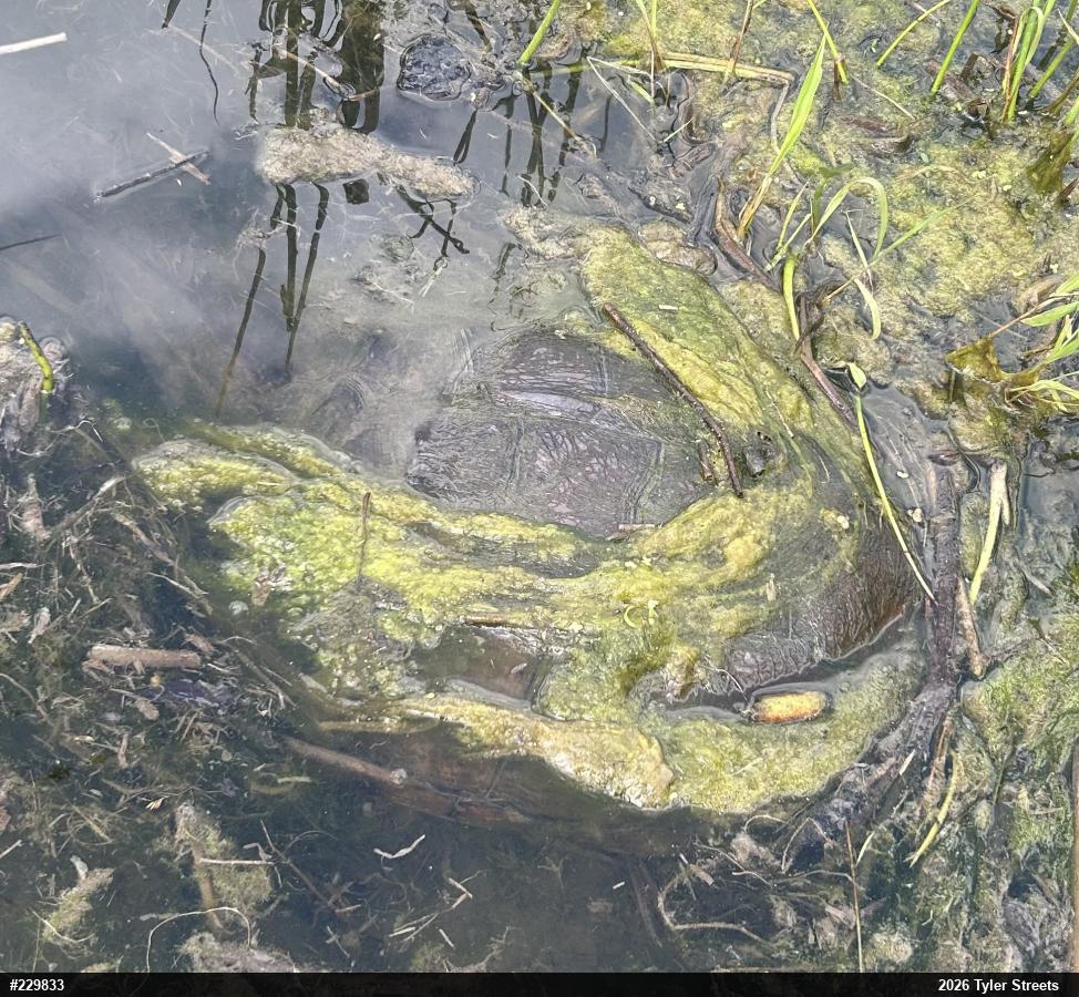 Snapping Turtle