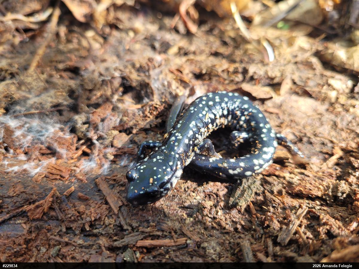 Northern Slimy Salamander